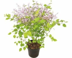 Zwergflieder FloraSelf Syringa-Cultivars 'Bloomerang Dark Purple' H 40-50 Cm Co 3 L