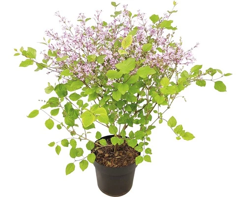 Zwergflieder FloraSelf Syringa-Cultivars 'Bloomerang Dark Purple' H 40-50 Cm Co 3 L 3 Zwergflieder FloraSelf Syringa-Cultivars 'Bloomerang Dark Purple' H 40-50 Cm Co 3 L