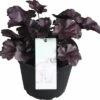 Purpurglöckchen FloraSelf Heuchera X Cultorum 'Forever Purple' H 10-15 Cm Co 1,5 L -Florasellf Geschaft DV 8 10245515 01 4c DE 20191213201658