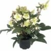 Christrose FloraSelf Helleborus Niger 'Winter Darling' H 25-35 Cm Co 4 L -Florasellf Geschaft DV 8 10245518 01 4c DE 20230116154754