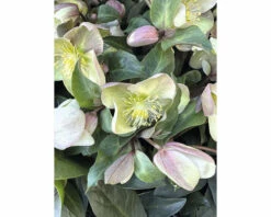 Christrose FloraSelf Helleborus Niger 'Winter Darling' H 25-35 Cm Co 4 L -Florasellf Geschaft DV 8 10245518 03 4c DE 20230116154754