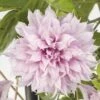 FloraSelf Großblumige Waldrebe Clematis Hybride 'Multi Pink' H 50-70 Cm Co 2,3 L -Florasellf Geschaft DV 8 10245595 03 4c NL 20220228161750