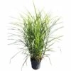 Chinaschilf 'Oktoberfest' FloraSelf Miscanthus Sinensis 'Oktoberfest' H 20-80 Cm Co 3 L
