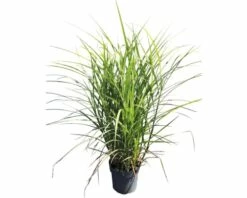Chinaschilf 'Oktoberfest' FloraSelf Miscanthus Sinensis 'Oktoberfest' H 20-80 Cm Co 3 L