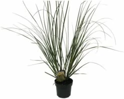 Pampasgras 'Senior' FloraSelf Cortaderia Selloana 'Senior' H 20-120 Cm Co 3 L 5 Pampasgras 'Senior' FloraSelf Cortaderia Selloana 'Senior' H 20-120 Cm Co 3 L -Florasellf Geschaft DV 8 10257973 01 4c DE 20220322101659 1