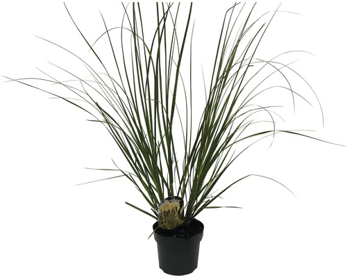 Pampasgras 'Senior' FloraSelf Cortaderia Selloana 'Senior' H 20-120 Cm Co 6 L 3 Pampasgras 'Senior' FloraSelf Cortaderia Selloana 'Senior' H 20-120 Cm Co 6 L