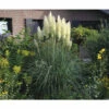 Pampasgras 'Senior' FloraSelf Cortaderia Selloana 'Senior' H 20-120 Cm Co 3 L 1 Pampasgras 'Senior' FloraSelf Cortaderia Selloana 'Senior' H 20-120 Cm Co 3 L -Florasellf Geschaft DV 8 10257973 02 4c DE 20220322101659