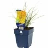 Bronze-Segge FloraSelf Carex Testacea 'Prairie Fire' H 5-40 Cm Co 0,5 L -Florasellf Geschaft DV 8 10258026 01 4c DE 20200704221656