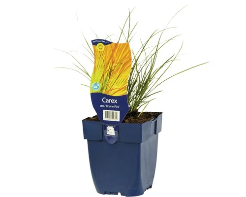 Bronze-Segge FloraSelf Carex Testacea 'Prairie Fire' H 5-40 Cm Co 0,5 L 3 Bronze-Segge FloraSelf Carex Testacea 'Prairie Fire' H 5-40 Cm Co 0,5 L