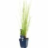 Flatterbinse FloraSelf Juncus Effusus H 5-40 Cm Co 0,5 L (6 Stk.) -Florasellf Geschaft DV 8 10258028 01 4c DE 20200704221656