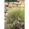 Herbst-Blaugras FloraSelf Sesleria Autumnalis H 5-30 Cm Co 0,5 L (6 Stk.) -Florasellf Geschaft DV 8 10258032 01 4c DE 20210113121752