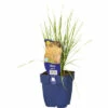 Riesen-Federgras FloraSelf Stipa Gigantea H 5-125 Cm Co 0,5 L (6 Stk.) -Florasellf Geschaft DV 8 10258033 01 4c DE 20220725081651