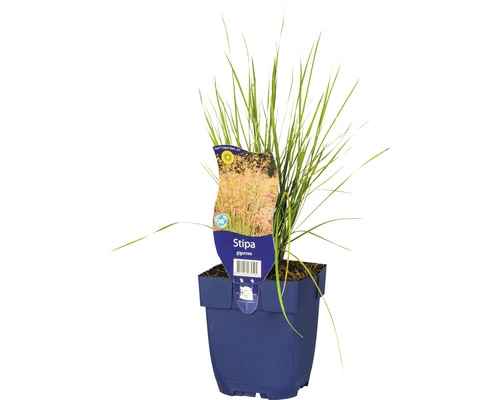 Riesen-Federgras FloraSelf Stipa Gigantea H 5-125 Cm Co 0,5 L (6 Stk.) 3 Riesen-Federgras FloraSelf Stipa Gigantea H 5-125 Cm Co 0,5 L (6 Stk.)