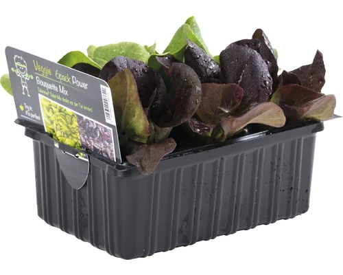 Salanova (Salat) FloraSelf Lactuca Sativa 6 Stk. 3 Salanova (Salat) FloraSelf Lactuca Sativa 6 Stk.