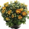Chrysantheme FloraSelf Chrysanthemum Indicum 'Hoi Hoi' Ø 23 Cm Topf 1 Chrysantheme FloraSelf Chrysanthemum Indicum 'Hoi Hoi' Ø 23 Cm Topf -Florasellf Geschaft DV 8 10270929 01 4c DE 20200728181800