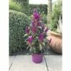 Celosie, Hahnenkamm Pyramide FloraSelf Celosia Argentea 'Deep Purple Caracas' Ø 17 Cm Topf -Florasellf Geschaft DV 8 10270930 01 4c DE 20200727161659