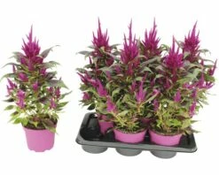 Celosie, Hahnenkamm Pyramide FloraSelf Celosia Argentea 'Deep Purple Caracas' Ø 17 Cm Topf -Florasellf Geschaft DV 8 10270930 03 4c DE 20200728184750