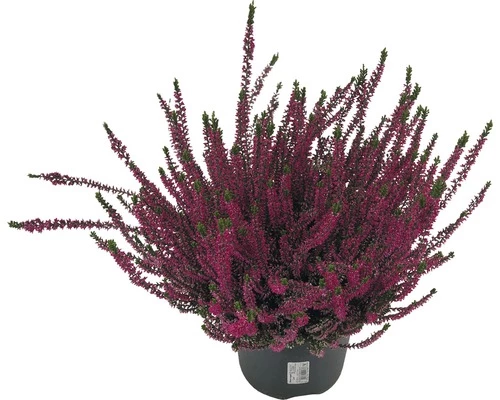 Besenheide, Heidekraut, Knospenheide FloraSelf Calluna Vulgaris Beauty Ladies Ø 17 Cm Topf 3 Besenheide, Heidekraut, Knospenheide FloraSelf Calluna Vulgaris Beauty Ladies Ø 17 Cm Topf