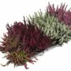 Besenheide, Heidekraut, Knospenheide FloraSelf Calluna Vulgaris Beauty Ladies Ø 9,5 Cm Topf -Florasellf Geschaft DV 8 10270952 01 4c DE 20200425214652