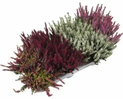 Besenheide, Heidekraut, Knospenheide FloraSelf Calluna Vulgaris Beauty Ladies Ø 9,5 Cm Topf