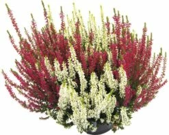 Besenheide, Heidekraut, Knospenheide FloraSelf Calluna Vulgaris Beauty Sisters Ø 11 Cm Topf -Florasellf Geschaft DV 8 10270953 03 4c DE 20200501194757