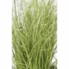 Bräunliche Segge FloraSelf Carex Comans 'Frosted Curls' H 10-30 Cm T 14 Cm 2 Bräunliche Segge FloraSelf Carex Comans 'Frosted Curls' H 10-30 Cm T 14 Cm -Florasellf Geschaft DV 8 10290754 01 4c DE 20200516000049