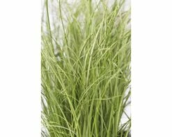 Bräunliche Segge FloraSelf Carex Comans 'Frosted Curls' H 10-30 Cm T 14 Cm