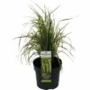 Reitgras FloraSelf Calamagrostis X Acutiflora 'Eldorado' H 10-80 Cm Co 3 L -Florasellf Geschaft DV 8 10290757 01 4c DE 20210111094657 1