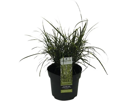 Zwerg-Chinaschilf Zebraschilf FloraSelf Miscanthus Sinensis 'Strictus Dwarf' H 10-100 Cm T 14 Cm 3 Zwerg-Chinaschilf Zebraschilf FloraSelf Miscanthus Sinensis 'Strictus Dwarf' H 10-100 Cm T 14 Cm