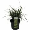 Zwerg-Chinaschilf Zebraschilf FloraSelf Miscanthus Sinensis 'Strictus Dwarf' H 10-100 Cm Co 3 L 2 Zwerg-Chinaschilf Zebraschilf FloraSelf Miscanthus Sinensis 'Strictus Dwarf' H 10-100 Cm Co 3 L -Florasellf Geschaft DV 8 10290761 01 4c DE 20210113101750 2