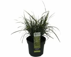 Zwerg-Chinaschilf Zebraschilf FloraSelf Miscanthus Sinensis 'Strictus Dwarf' H 10-100 Cm Co 6 L