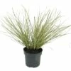 Weißgestreiftes FloraSelf Cortaderia Selloana 'Julia' H 15-80 Cm Co 3 L -Florasellf Geschaft DV 8 10306715 01 4c DE 20210129094658