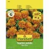 Tagetes 'Tiger Eyes' FloraSelf Samenfestes Saatgut Blumensamen -Florasellf Geschaft DV 8 10320034 01 4c AT 20200730152818