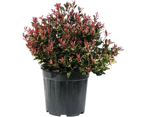 Glanzmispel 'Chico' Kugel FloraSelf Photinia Fraseri 'Chico' Ø 25-30 Cm Co 9 L 3 Glanzmispel 'Chico' Kugel FloraSelf Photinia Fraseri 'Chico' Ø 25-30 Cm Co 9 L