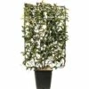 Glanzmispel Spalier FloraSelf Photinia Fraseri 'Magical Volcano' H120xB80 Cm Co 30 L -Florasellf Geschaft DV 8 10331487 01 4c CH 20210123214653