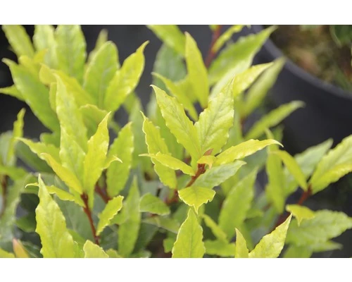 Echter Lorbeer FloraSelf Laurus Nobilis 'Little Ragu' ® Sweet Bay H 30-40 Cm Co 4,5 L 4 Echter Lorbeer FloraSelf Laurus Nobilis 'Little Ragu' ® Sweet Bay H 30-40 Cm Co 4,5 L – Bild 2