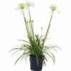 Schmucklilie FloraSelf Agapanthus Africanus 'Amourette' Gesamthöhe Ca. 40-50 Cm Ø 17 Cm Topf Weiß -Florasellf Geschaft DV 8 10341001 01 4c DE 20210409101757