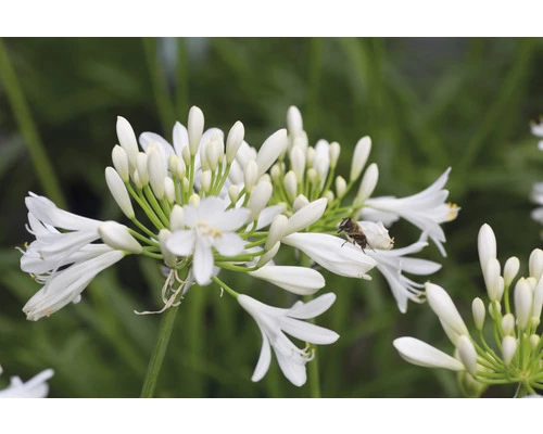 Schmucklilie FloraSelf Agapanthus Africanus 'Amourette' Gesamthöhe Ca. 40-50 Cm Ø 17 Cm Topf Weiß 4 Schmucklilie FloraSelf Agapanthus Africanus 'Amourette' Gesamthöhe Ca. 40-50 Cm Ø 17 Cm Topf Weiß – Bild 2