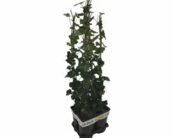 Efeu FloraSelf Hedera Hibernica H 70-90 Cm T 16 Cm (4 Stk.) 8 Efeu FloraSelf Hedera Hibernica H 70-90 Cm T 16 Cm (4 Stk.) -Florasellf Geschaft DV 8 10341130 01 4c NL 20230302161654
