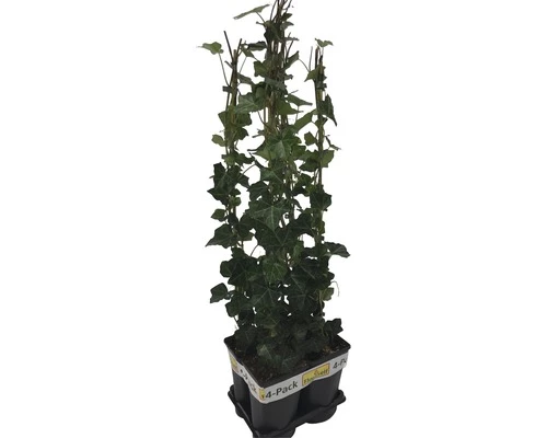 Efeu FloraSelf Hedera Hibernica H 70-90 Cm T 16 Cm (4 Stk.) 5 Efeu FloraSelf Hedera Hibernica H 70-90 Cm T 16 Cm (4 Stk.) – Bild 3
