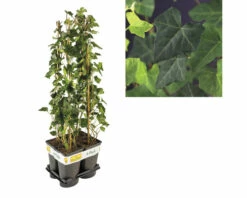 Efeu FloraSelf Hedera Hibernica H 70-90 Cm T 16 Cm (4 Stk.)
