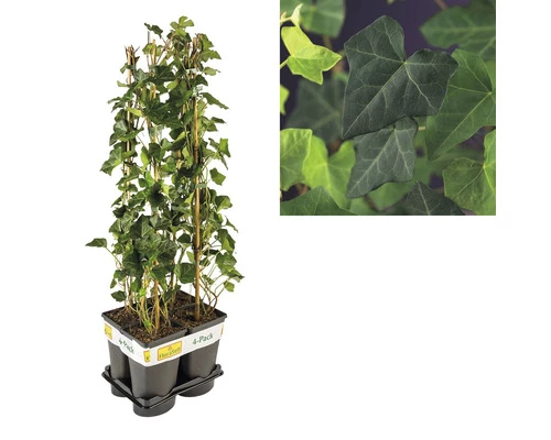 Efeu FloraSelf Hedera Hibernica H 70-90 Cm T 16 Cm (4 Stk.) 3 Efeu FloraSelf Hedera Hibernica H 70-90 Cm T 16 Cm (4 Stk.)