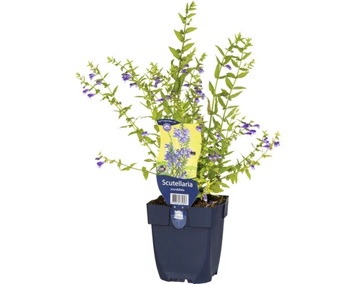 Helmkräuter FloraSelf Scutellaria Scordiifolia H 5-15 Cm Co 0,5 L 3 Helmkräuter FloraSelf Scutellaria Scordiifolia H 5-15 Cm Co 0,5 L