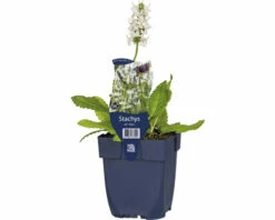 Weißer Heilziest FloraSelf Stachys Officinalis 'Alba' H 5-30 Cm Co 0,5 L
