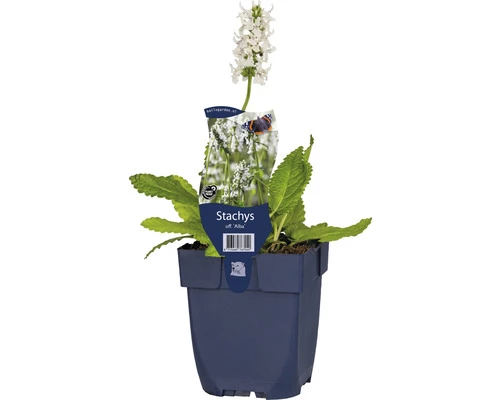 Weißer Heilziest FloraSelf Stachys Officinalis 'Alba' H 5-30 Cm Co 0,5 L 3 Weißer Heilziest FloraSelf Stachys Officinalis 'Alba' H 5-30 Cm Co 0,5 L