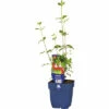 Johannisbeer-Salbei FloraSelf Salvia Microphylla 'Hot Lips' H 10-40 Cm Co 0,5 L 2 Johannisbeer-Salbei FloraSelf Salvia Microphylla 'Hot Lips' H 10-40 Cm Co 0,5 L -Florasellf Geschaft DV 8 10341943 01 4c DE 20220511174654