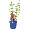 Blüten-Salbei FloraSelf Salvia 'Royal Bumble' H 10-60 Cm Co 0,5 L