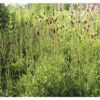 Becherblume FloraSelf Sanguisorba 'Proud Mary' H 10-60 Cm Co 0,5 L (6 Stk.) 2 Becherblume FloraSelf Sanguisorba 'Proud Mary' H 10-60 Cm Co 0,5 L (6 Stk.) -Florasellf Geschaft DV 8 10341949 01 4c DE 20211214191656