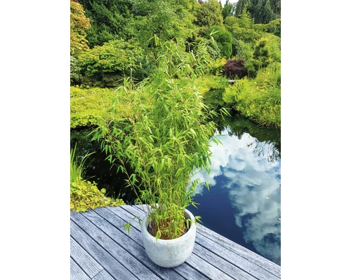 Elfenbeinbambus, Schirmbambus FloraSelf Fargesia Murialeae 'Ivory Ibis' H 175-200 Cm Co 50 L 3 Elfenbeinbambus, Schirmbambus FloraSelf Fargesia Murialeae 'Ivory Ibis' H 175-200 Cm Co 50 L