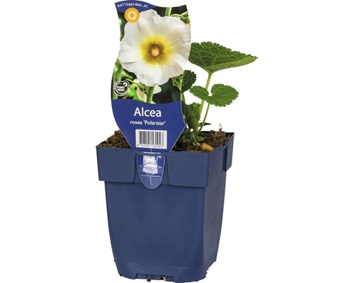 FloraSelf Stockrose Alcea Rosea 'Polarstar H 10-80 Cm Co 0,5 L (6 Stk.) 3 FloraSelf Stockrose Alcea Rosea 'Polarstar H 10-80 Cm Co 0,5 L (6 Stk.)